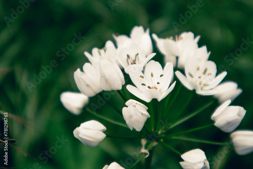 White blossoming flowers in spring garden. Springtime blooming plant on dark green background. Allium neapolitanum (Naples Leek) Maltese Islands Flora photo