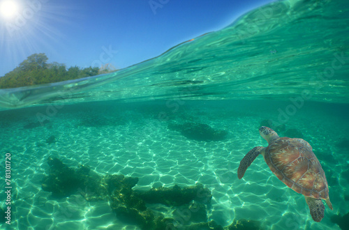 green turtle swimming in the Caribbean sea © gustavo