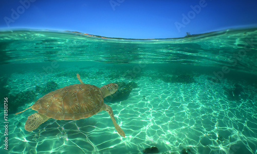 green turtle swimming in the Caribbean sea