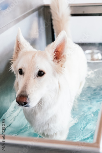 Photography white german shepherd at a hydrotherapy pool