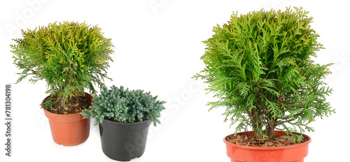 Thuja garden bush and cypress in a pots isolated on white background. There is free space for text. Collage.