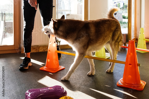 siberian husky and his owner at physiotherapy