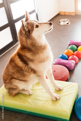 siberian husky at physiotherapy
