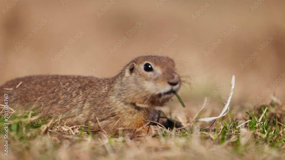 Funny fluffy gopher minding his own business near the burrow, little ground squirrel, little suslik, Spermophilus pygmaeus is a species of rodent in the family Sciuridae. Wilde syslik in slow motion Funny fluffy gopher minding his own business near the burrow, little ground squirrel, little suslik, Spermophilus pygmaeus is a species of rodent in the family Sciuridae. Wilde syslik in slow motion