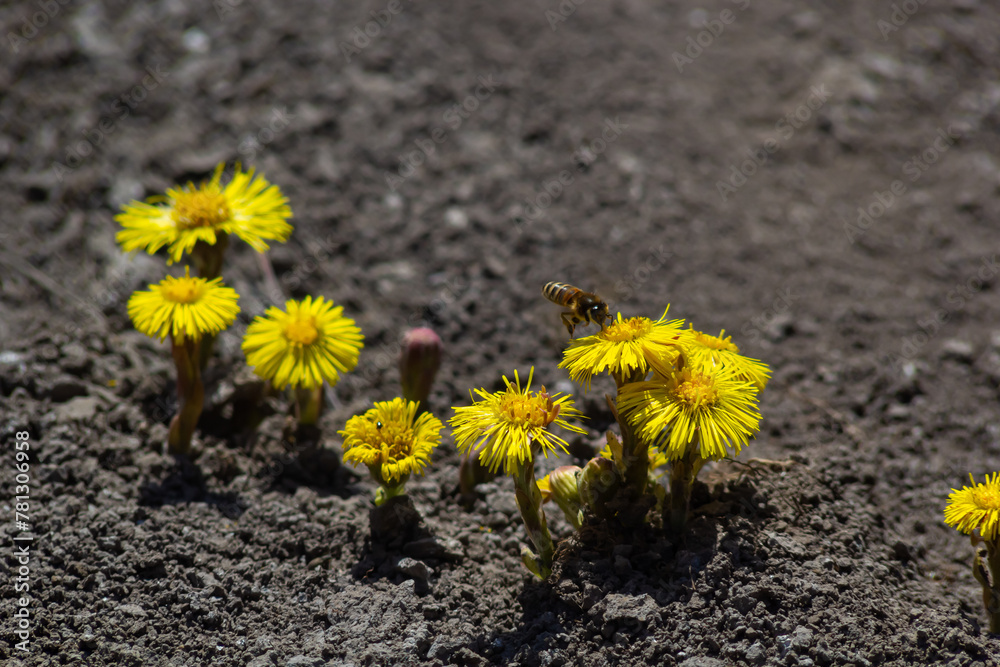 Tussilago farfara, commonly known as coltsfoot is a plant in the groundsel tribe in the daisy family Asteraceae. Flowers of a plant on a spring sunny day - obrazy, fototapety, plakaty 