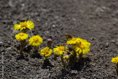 Tussilago farfara, commonly known as coltsfoot is a plant in the groundsel tribe in the daisy family Asteraceae. Flowers of a plant on a spring sunny day