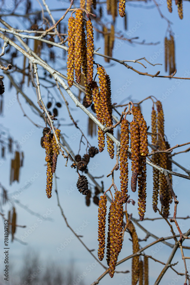Fototapeta premium Small branch of black alder Alnus glutinosa with male catkins and female red flowers. Blooming alder in spring beautiful natural background with clear earrings and blurred background