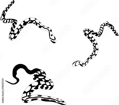 corn snake illustrated on a white background