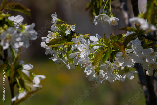 Selective focus of beautiful branches of cherry blossoms on the tree under blue sky, Beautiful Sakura flowers during spring season in the park, Floral pattern texture, Nature background