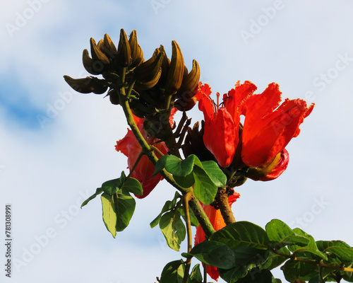 red flowers in different shades and shapes decorating the beautiful garden