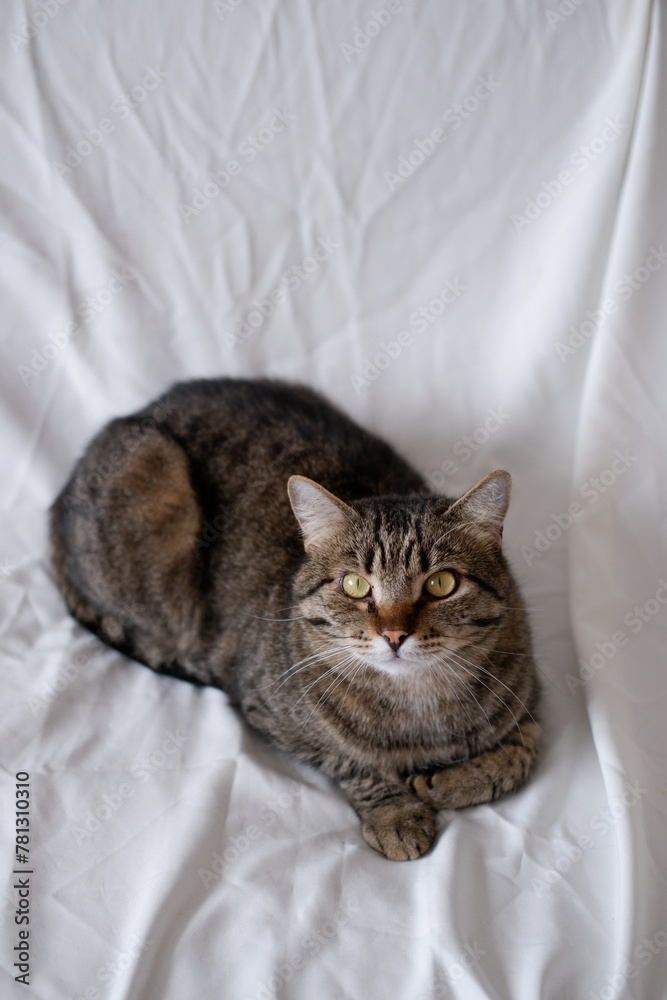 tabby young domestic cat on a white background close-up. beautiful pet with green eyes