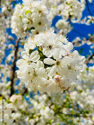 tree blossom