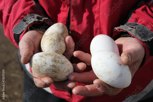 Photo, goose eggs in working farmer's hands. High quality photo