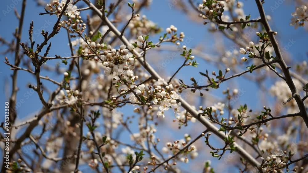 The apricot tree blooming in spring, the apricot tree covered in pure white flowers, The apricot tree blooming in spring, the apricot tree covered in pure white flowers,