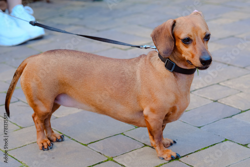 Small Dachshund Brown Dog Standing on Brick Floor © reddish