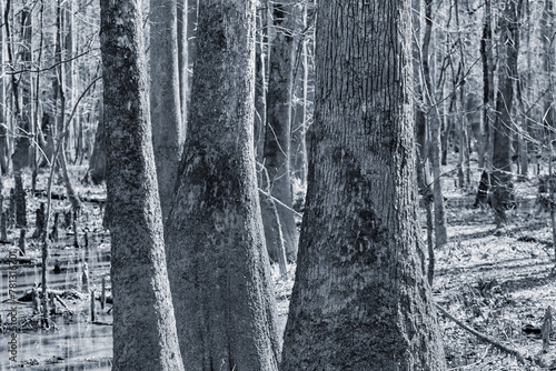 lowland forest, Congaree National Park, South Carolina, USA