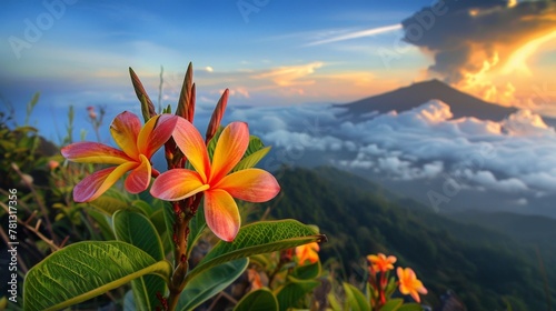 A lone flower resting atop a lofty peak
