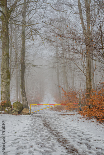 Winter fog in the forrest