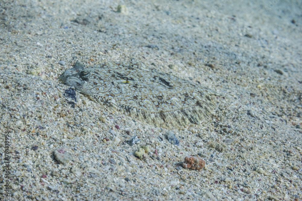 perfect camouflaged pather flounder lying at the seabed during diving in egypt perfect camouflaged pather flounder lying at the seabed during diving in egypt
