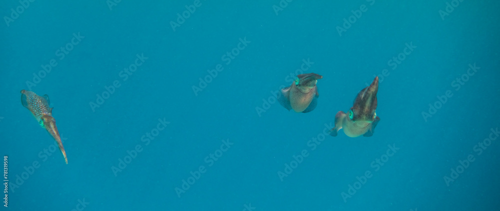 three bigfin reef squid hovering in blue water and looking to the camera panorama