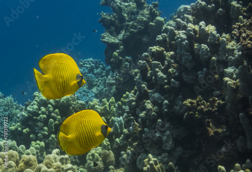 two bluecheek butterflyfish swimming at a coral reef during diving photo