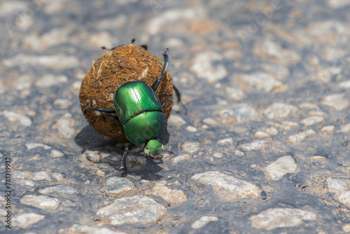 Green chafer beetle photo