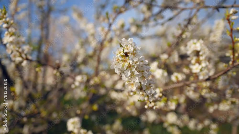 The plum tree covered with white flowers and the bees collecting pollen, the awakening of nature, The plum tree covered with white flowers and the bees collecting pollen, the awakening of nature,