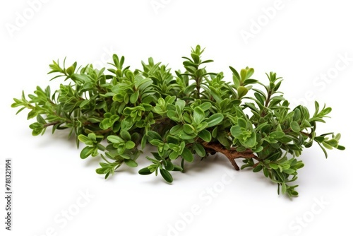 Fresh green thyme bunch isolated on white background