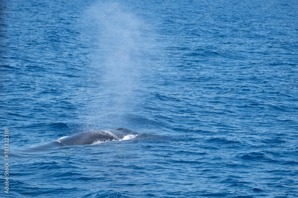 Obraz premium Whale watching sightseeing trip from a boat in the mediterranean sea
