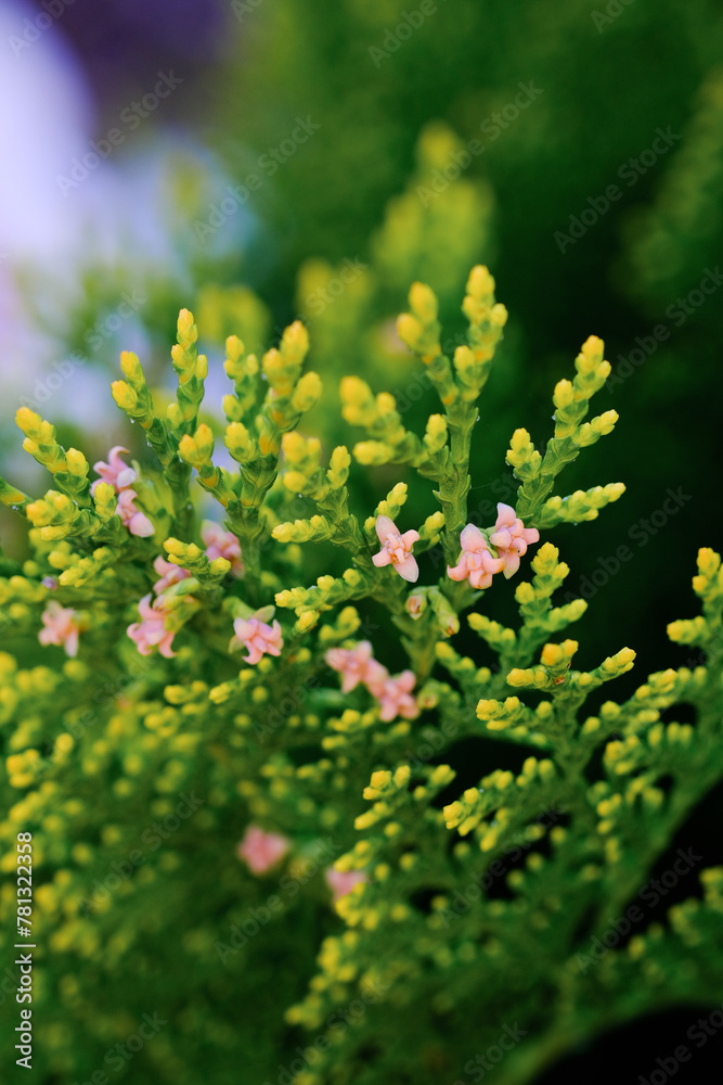 Obraz premium Close-up of Plant With Small Flowers