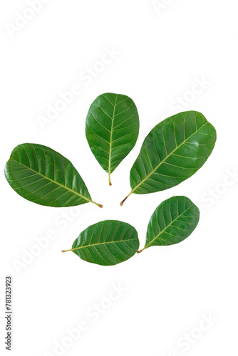 leaves of cashew nut with bouquetisolated on white background