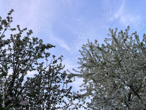 blossoming apple tree, nature background, wallpapper
