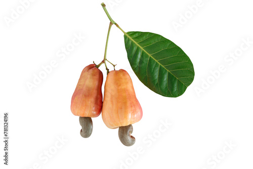 Cashews fruit ripe with green leaf  on isolated white background.