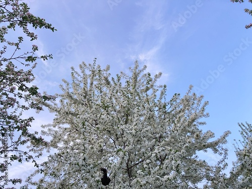blossoming apple tree, nature background, wallpapper
