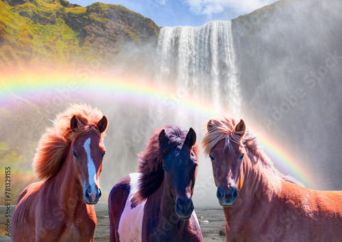 Amazing Skogafoss waterfall in Iceland - The Icelandic red horse is a breed of horse developed - Iceland © muratart