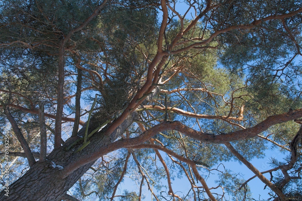 Upward view of pine tree trunk, branches and bark in winter. Upward view of pine tree trunk, branches and bark in winter.
