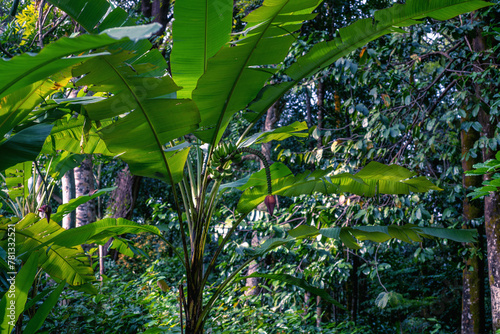 A wide shot of wild banana plant thriving among trees and tropical shrubs in the bright morning light. The plant bears small fruits, blending naturally with the lush surroundings. photo