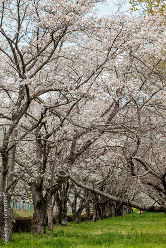 公園で満開に咲くソメイヨシノ