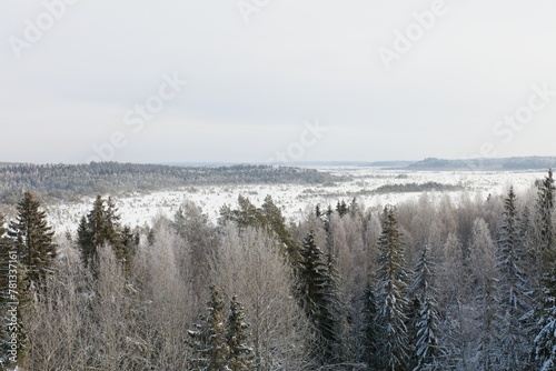 View of trees with branches in frost at Torronsuo National Park in cloudy winter weather, Tammela, Finland.