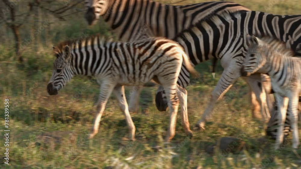 In an African bushveld scene, a male zebra urinates while other zebras and foals graze nearby in the late afternoon sunlight. In an African bushveld scene, a male zebra urinates while other zebras and foals graze nearby in the late afternoon sunlight.