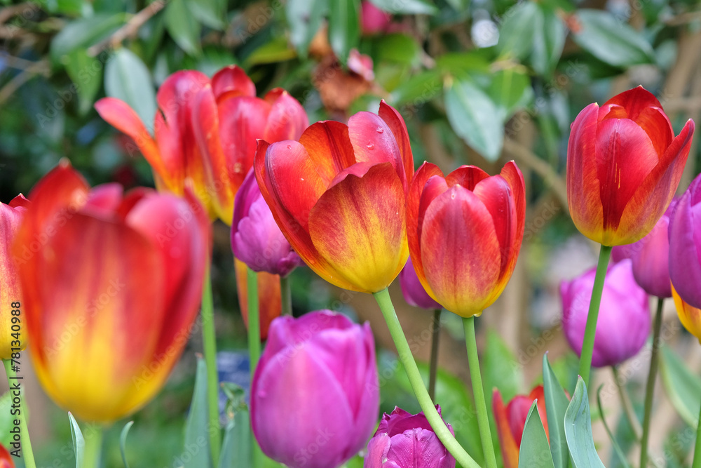 Deep red and orange triumph Tulip ‘Amber Glow’ in flower. Deep red and orange triumph Tulip ‘Amber Glow’ in flower.