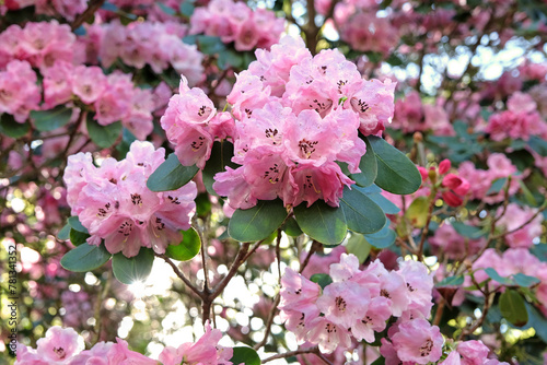 Tall pale pink hybrid Rhododendron ‘Rosalind’ in flower photo