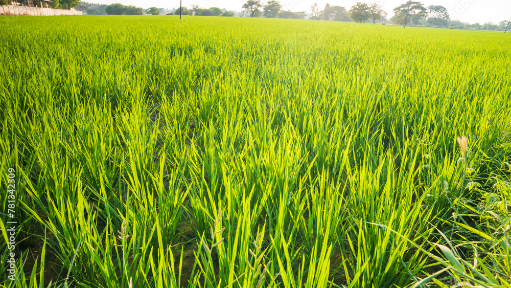 Beautiful sunset over a Green rice paddy field Beautiful sunset over a Green rice paddy field
