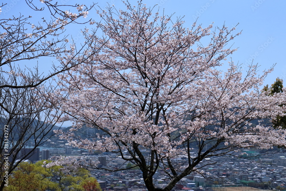 筆山の桜 町を見守る (高知県 高知市 202404) 筆山の桜 町を見守る (高知県 高知市 202404)