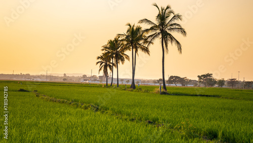 Beautiful sunset over a Green rice paddy field