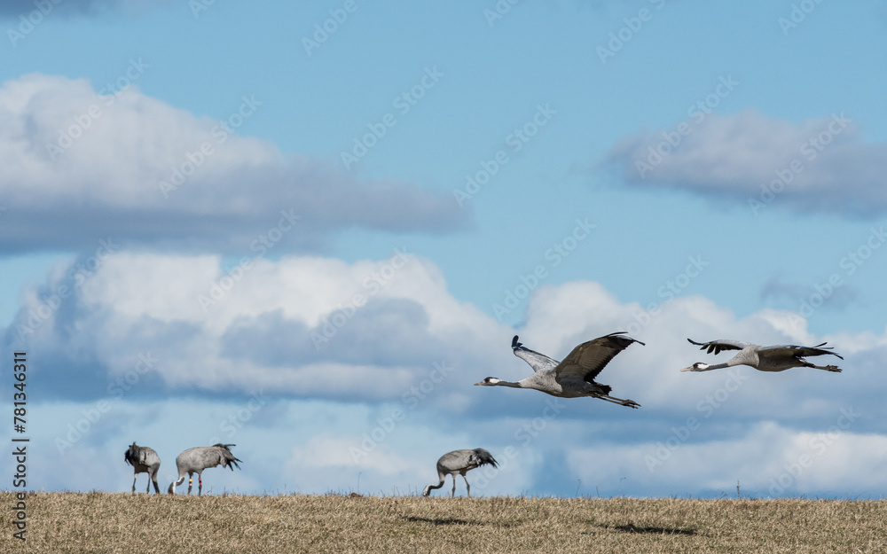 Naklejka premium Migrating Common Cranes at Lake Hornborga during spring in Sweden. The lake attracts around 20.000 cranes daily during its peak in late March-early April.