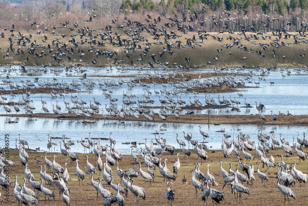 Fototapeta premium Migrating Common Cranes at Lake Hornborga during spring in Sweden. The lake attracts around 20.000 cranes daily during its peak in late March-early April.