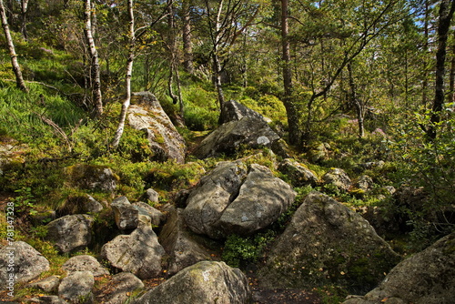 Forest with big boulders at the hiking track to Preikestolen in Norway, Europe 