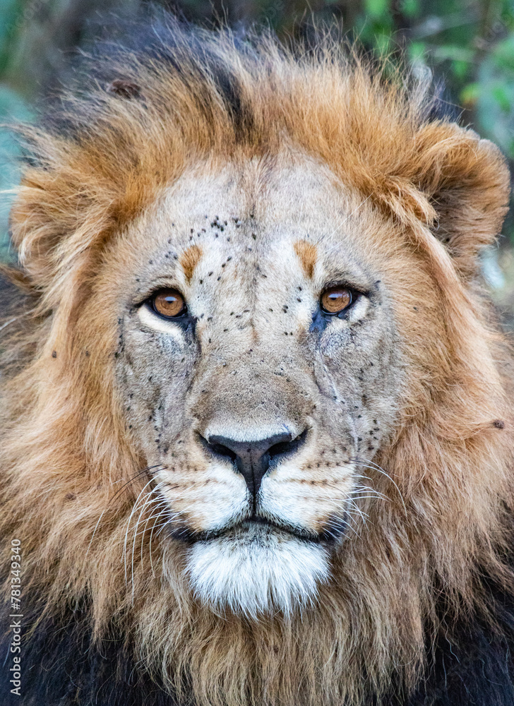 Obraz premium portrait of a lion in kenya