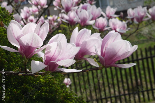 Kwitn  ca r    owa magnolia. Zbli  enie r    owych kwiat  w magnolii. Delikatne kwiaty magnolii.
